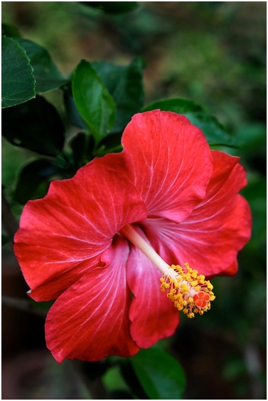 Hibiscus_7_04.jpg